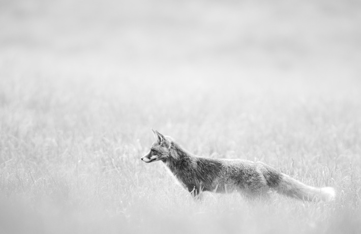 Fünf Jahre ohne Fuchsjagd – keine Zunahme der Zahl der Füchse in Luxemburg